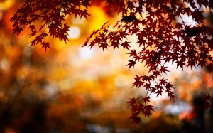 6976054-autumn-leaves